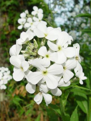 HESPERIS MATRONALIS 'ALBA'