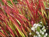 IMPERATA CYLINDRICA ‘RED BARON’