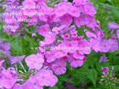 PHLOX AMPLIFOLIA