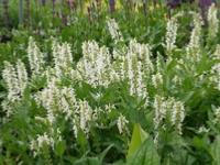 SALVIA NEMOROSA 'SCHNEEHGEL'