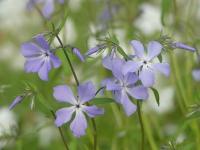 PHLOX DIVARICATA SSP LAPHAMII