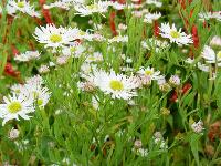BOLTONIA ASTEROIDES 'SNOWBANK'