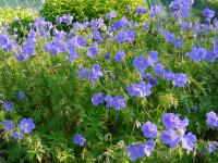 GERANIUM 'BROOKSIDE'