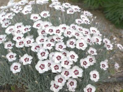 DIANTHUS 'STARRY EYES'