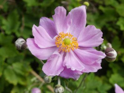 ANEMONE 'KONIGIN CHARLOTTE'