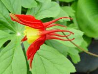 AQUILEGIA CAERULEA ‘KORALLE’ 