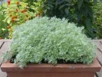 ARTEMISIA SCHMIDTIANA 'NANA'