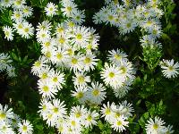 ASTER AGERATOIDES 'ASHVI'