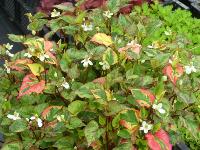 HOUTTUYNIA CORDATA ‘CHAMELEON’ 