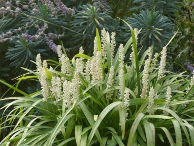 LIRIOPE MUSCARI 'MONROE WHITE' 