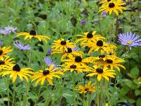 RUDBECKIA FULGIDA var. DEAMII