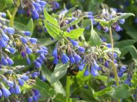 SYMPHYTUM CAUCASICUM