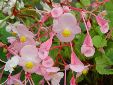 BEGONIA GRANDIS EVANSIANA 