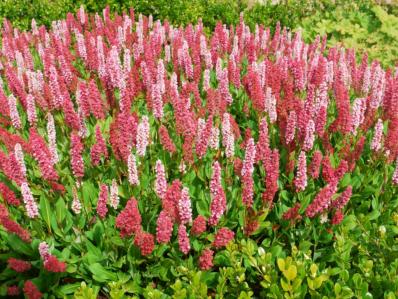 POLYGONUM AFFINE 'KABOUTER'