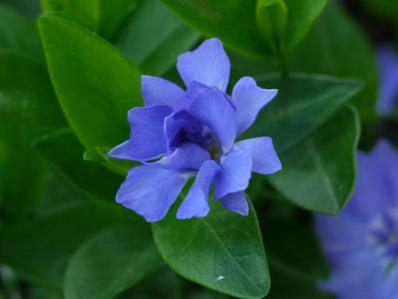 VINCA MINOR 'FLORE PLENO'