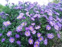 ASTER DUMOSUS 'LADY IN BLUE'