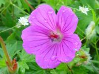GERANIUM SANGUINEUM 'ELSBETH' 
