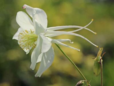 AQUILEGIA CAERULEA ‘KRISTALL’