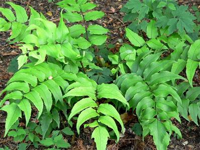 CYRTOMIUM FORTUNEI
