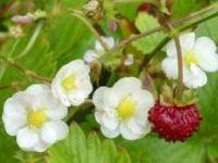 FRAGARIA VESCA 'FLORE PLENA'