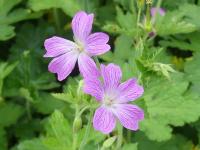 GERANIUM OXONIANUM 'CLARIDGE DRUCE'