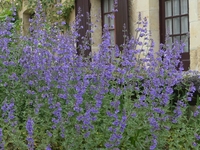 NEPETA 'WALKER'S LOW'