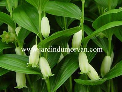 POLYGONATUM HUMILE (173)