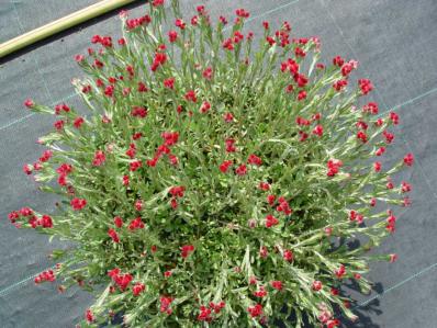 ANTENNARIA DIOICA RUBRA'