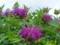 MONARDA 'BLUE STOCKING'