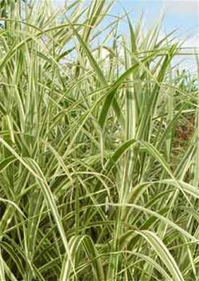 MISCANTHUS SINENSIS 'COSMOPOLITAN'