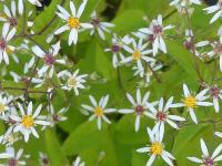 ASTER DIVARICATUS 'BETH CHATTO'