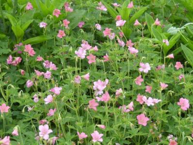 GERANIUM OXONIANUM 'WARGRAVE PINK'