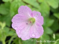 GERANIUM OXONIANUM 'WARGRAVE PINK'