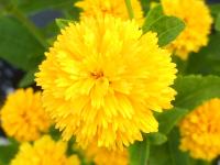 HELIOPSIS HELIANTHOIDES 'ASAHI'