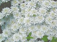 IBERIS 'CLIMAX'