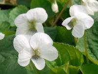 VIOLA SORORIA ALBIFLORA