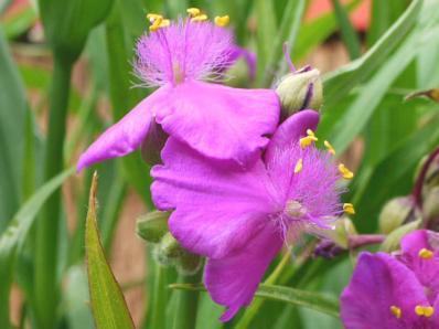 TRADESCANTIA VIRGINIANA 'RUBRA'