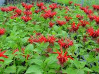 MONARDA 'GARDENVIEW SCARLET'