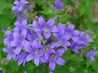 CAMPANULA LACTIFLORA ‘PRICHARD’S VARIETY’