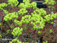 EUPHORBIA CYPARISSIAS 'CLARICE HOWARD'