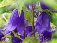 CAMPANULA KENT BELL
