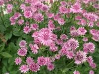 ASTRANTIA MAJOR 'ROMA'