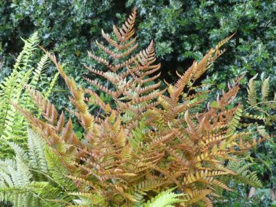 DRYOPTERIS ERYTHROSORA