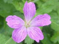GERANIUM OXONIANUM 'CLARIDGE DRUCE'