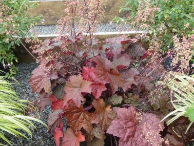 HEUCHERA 'PALACE PURPLE'