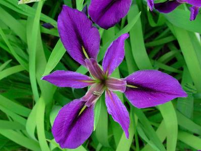 IRIS GIGANTICAERULEA 