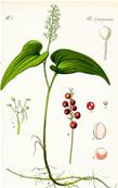 MAIANTHEMUM BIFOLIUM VAR. KAMTCHATICUM