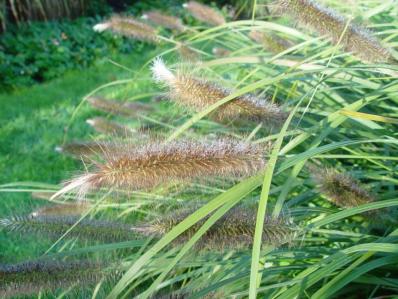 PENNISETUM JAPONICUM