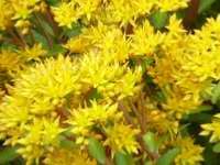 SEDUM AIZOON EUPHORBIOIDES 'MAXIMUM'