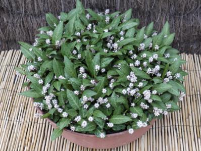 POLYGONATUM TENUICAULE